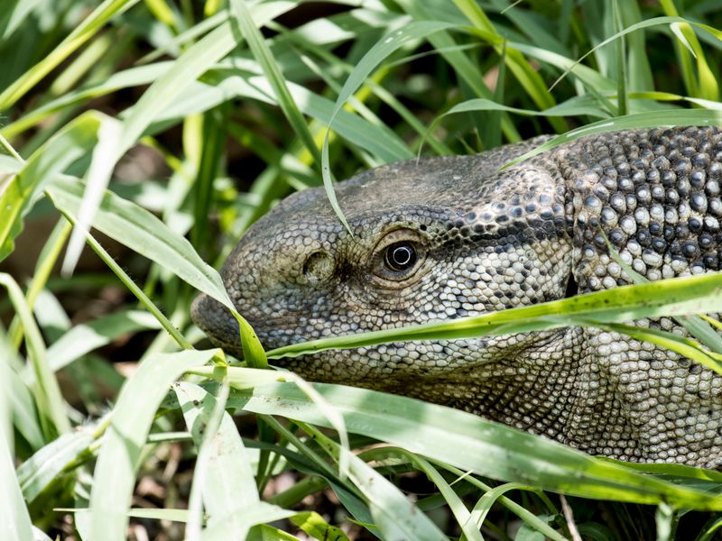 Ackie Monitor — Red Ackie juvenile, CB 2024