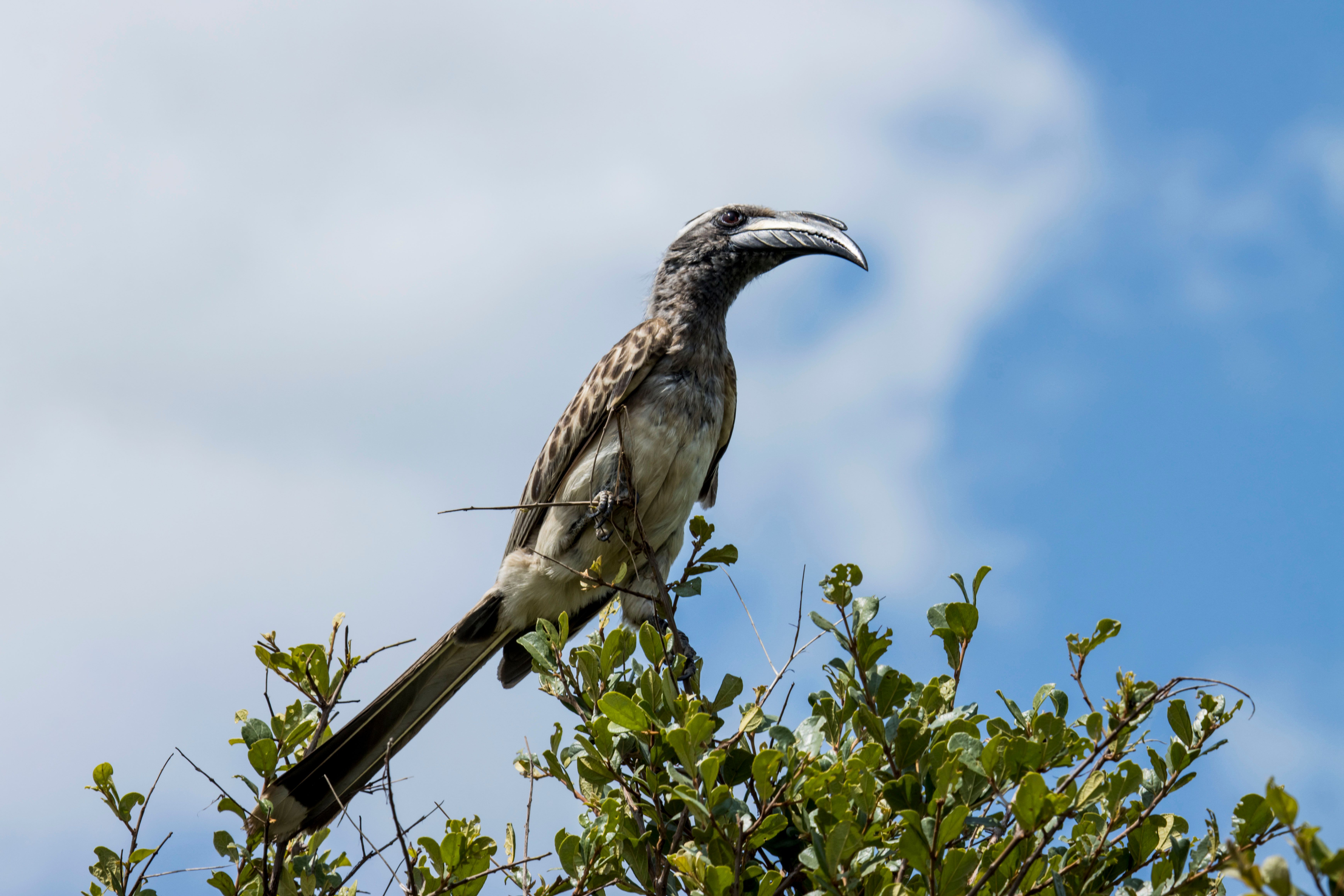 Birdwatching Hluhluwe