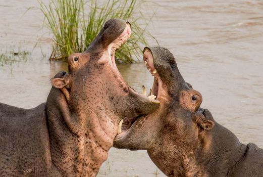 Two hippos with open mouths playfully sparring in a river setting, displaying natural behavior.