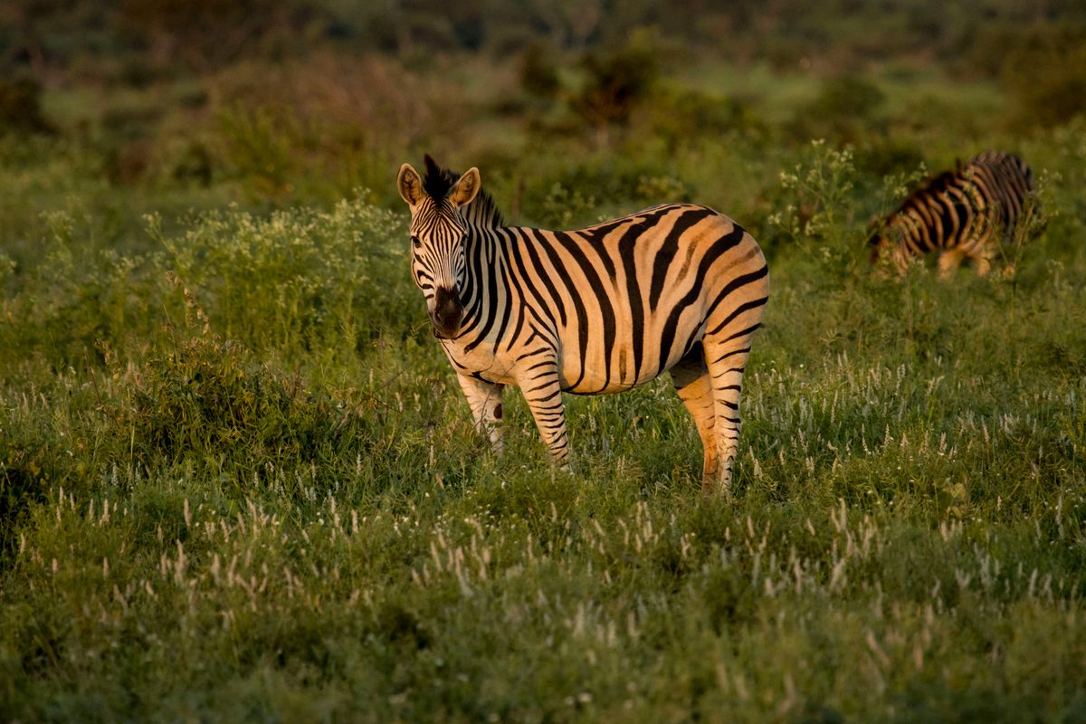 Cheetah Tracking at Mountain Zebra