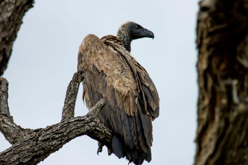 Free A solitary African vulture perched on a branch, captured in the wild. Stock Photo