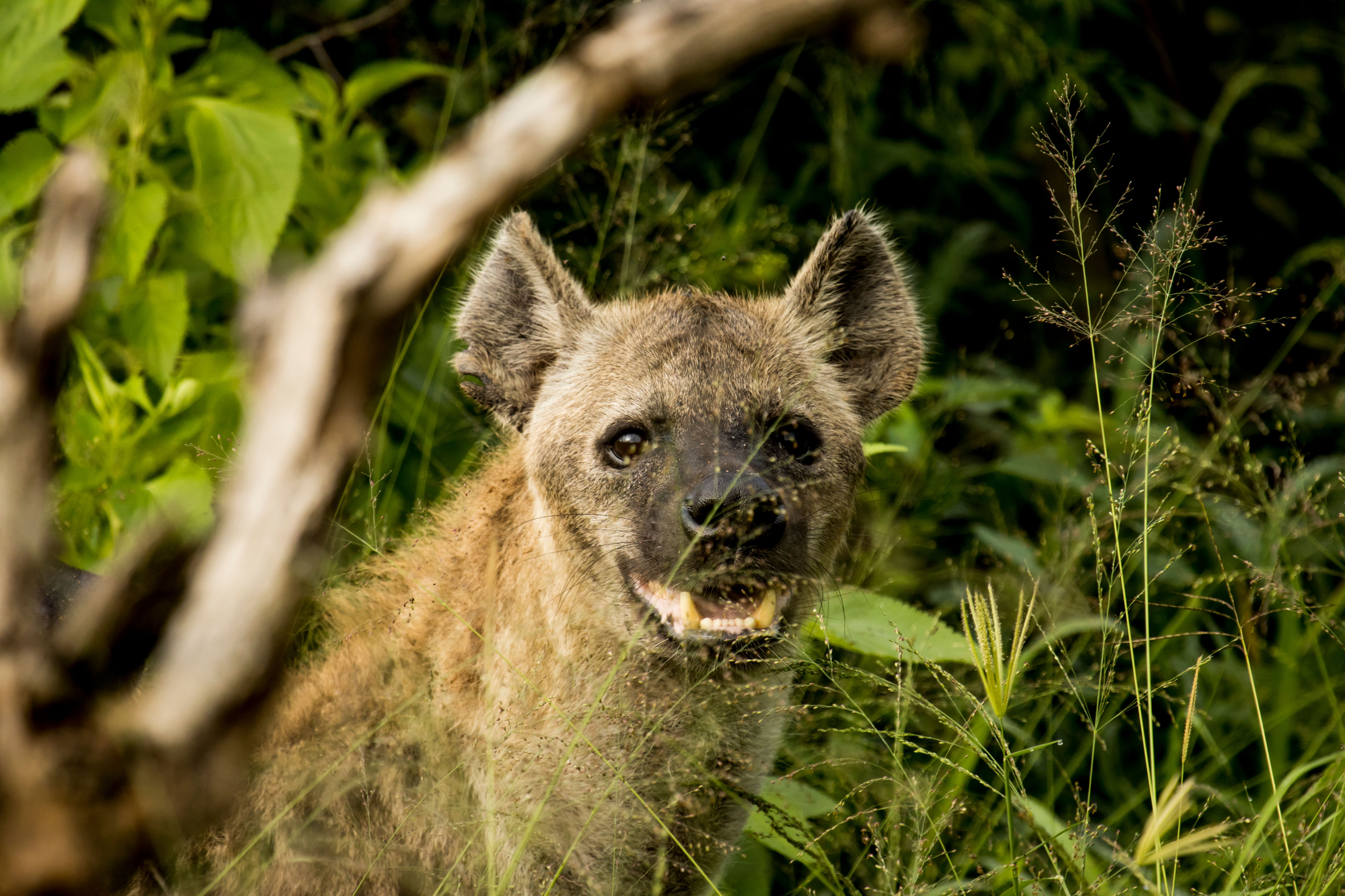Spotted Hyena in Natural Habitat Close-Up · Free Stock Photo