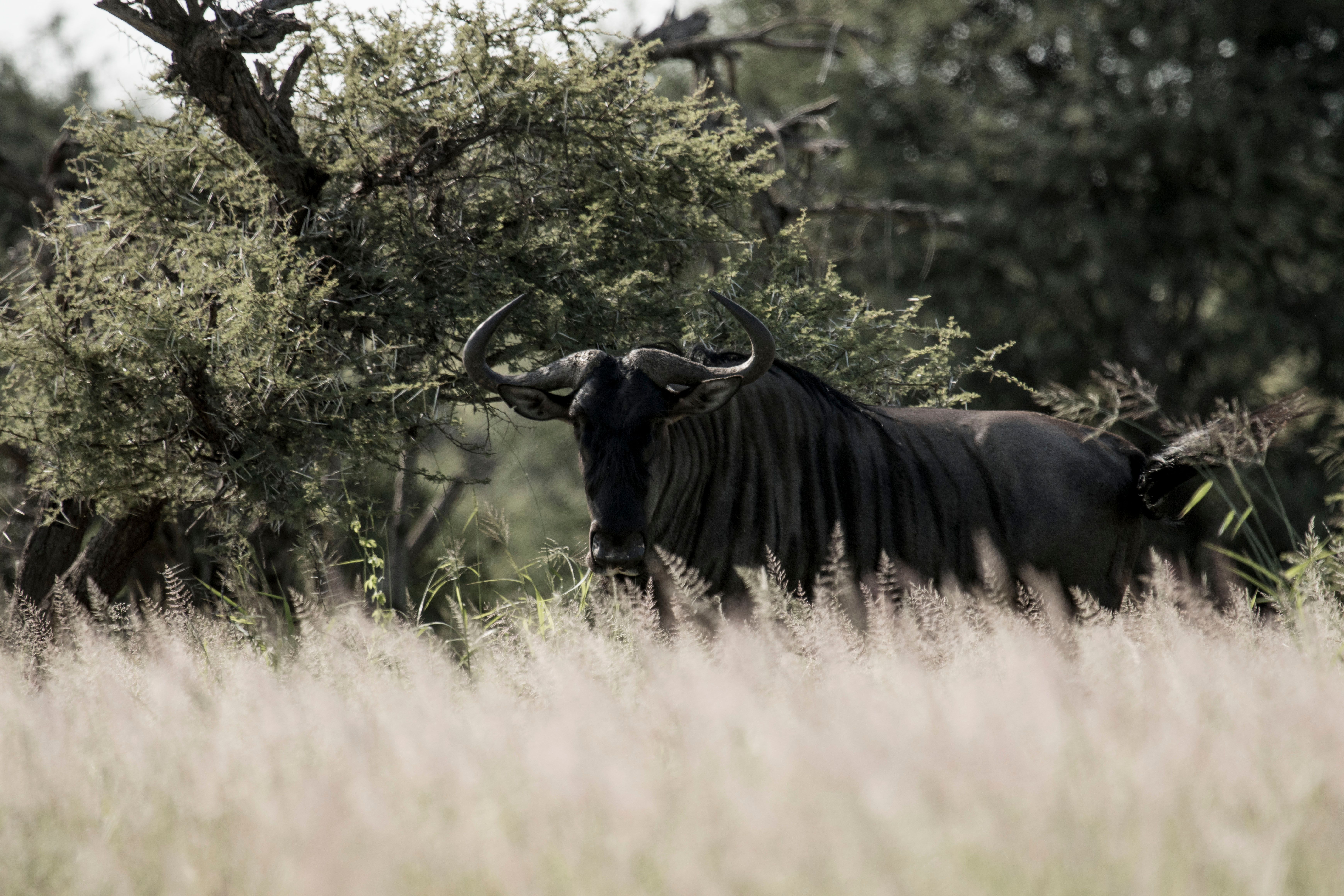 A solitary wildebeest stands majestically amidst the African savannah, surrounded by lush foliage.