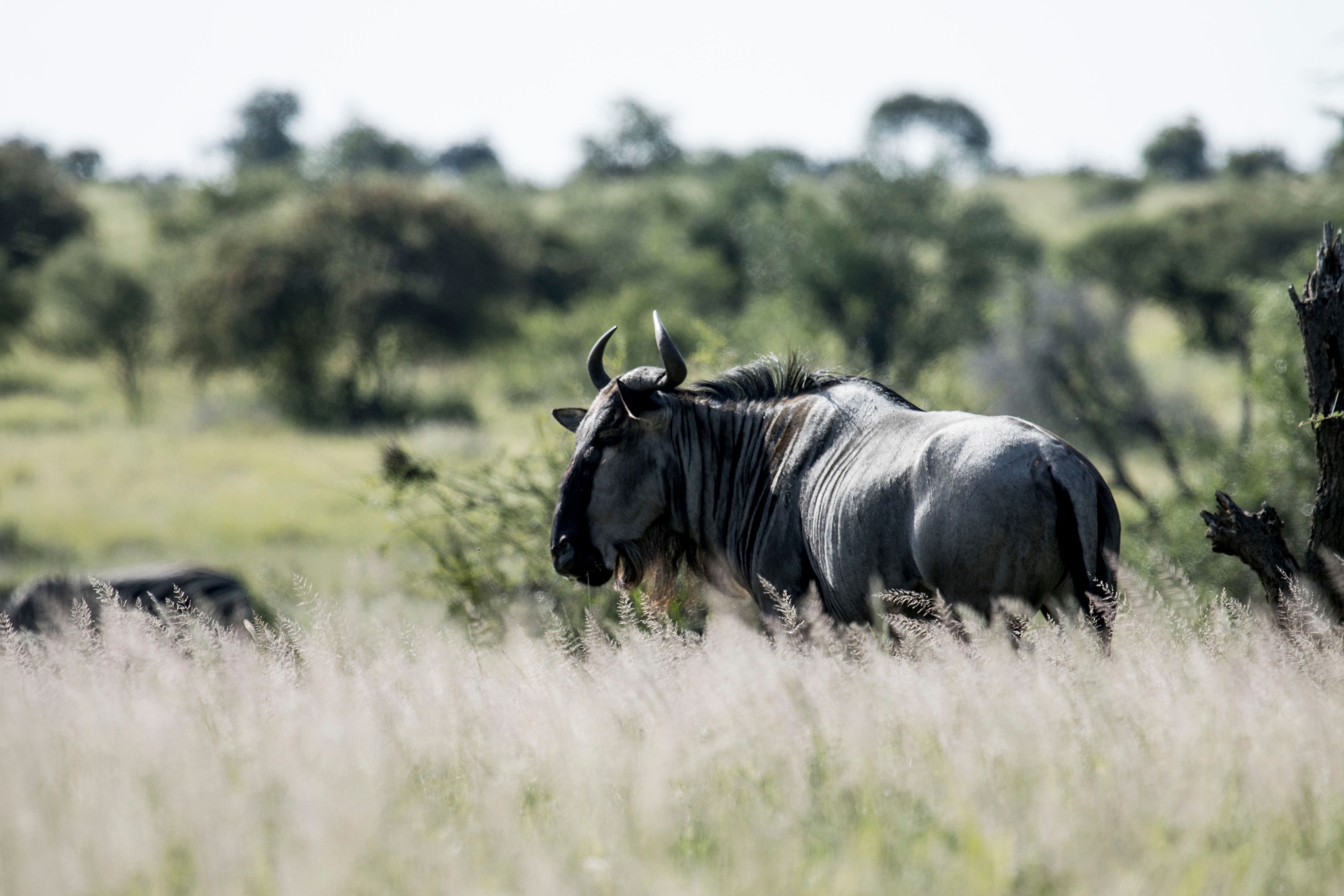 blue Wildebeest