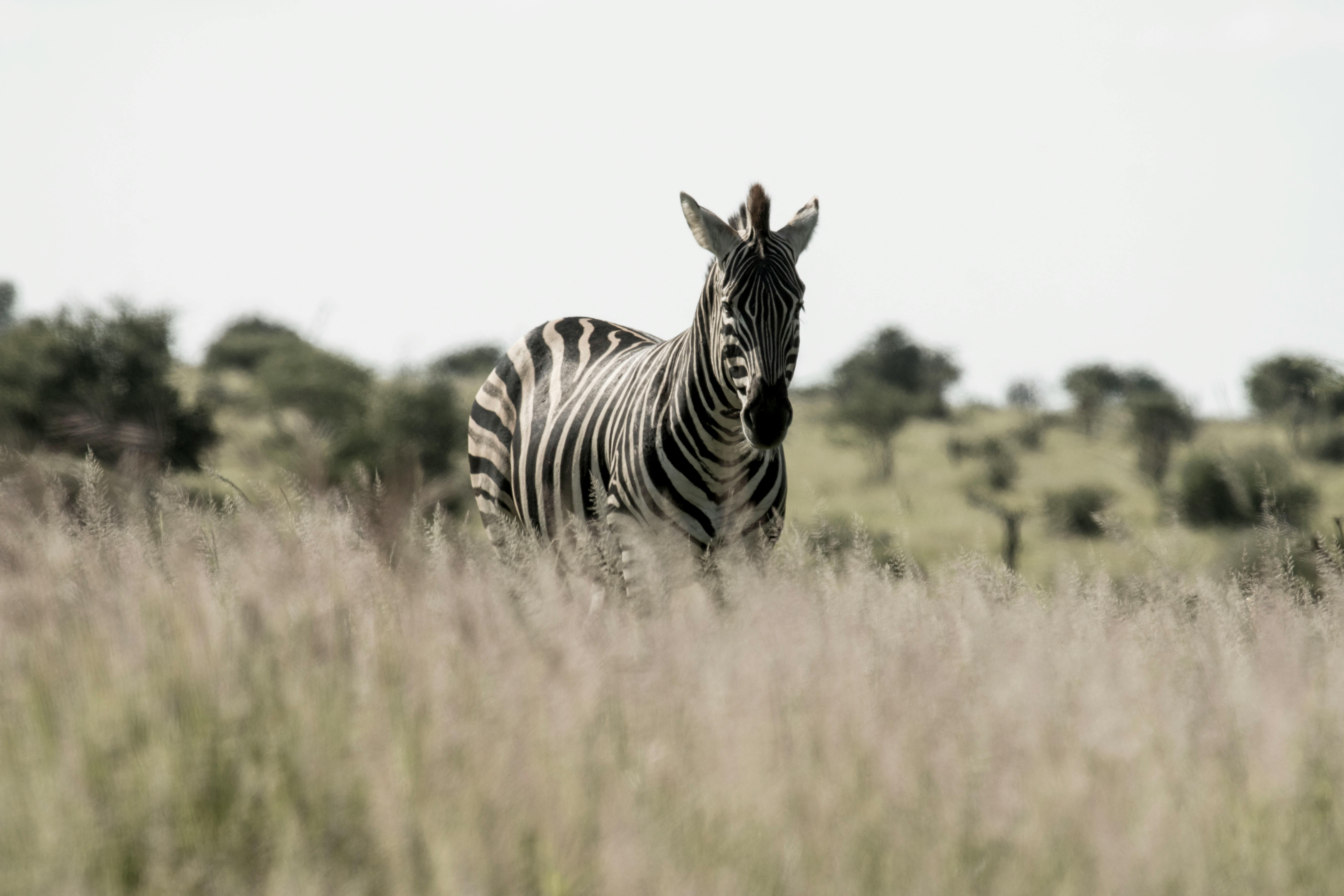 Landmarks in Serengeti