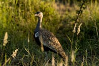 African Bustard in Natural Habitat at Sunrise