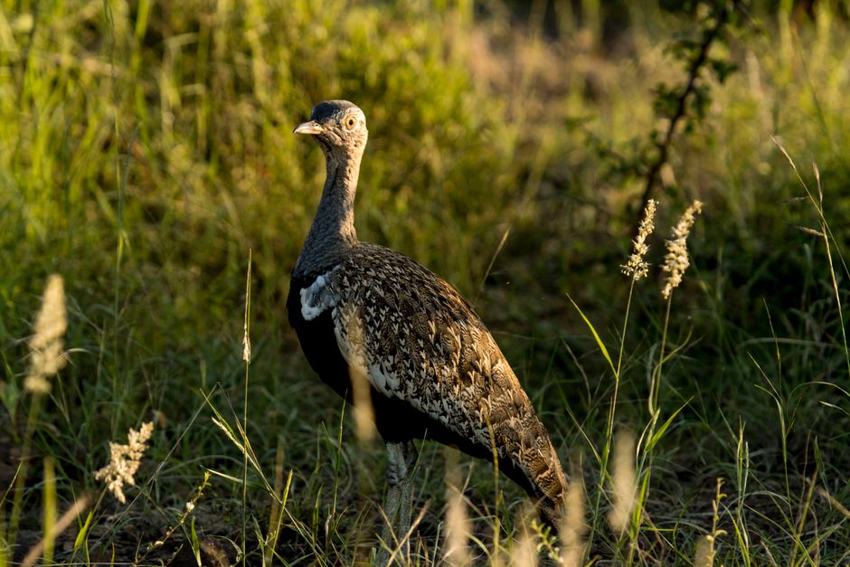 A beautiful African bustard standing amidst tall grass during sunrise, showcasing its detailed plumage.