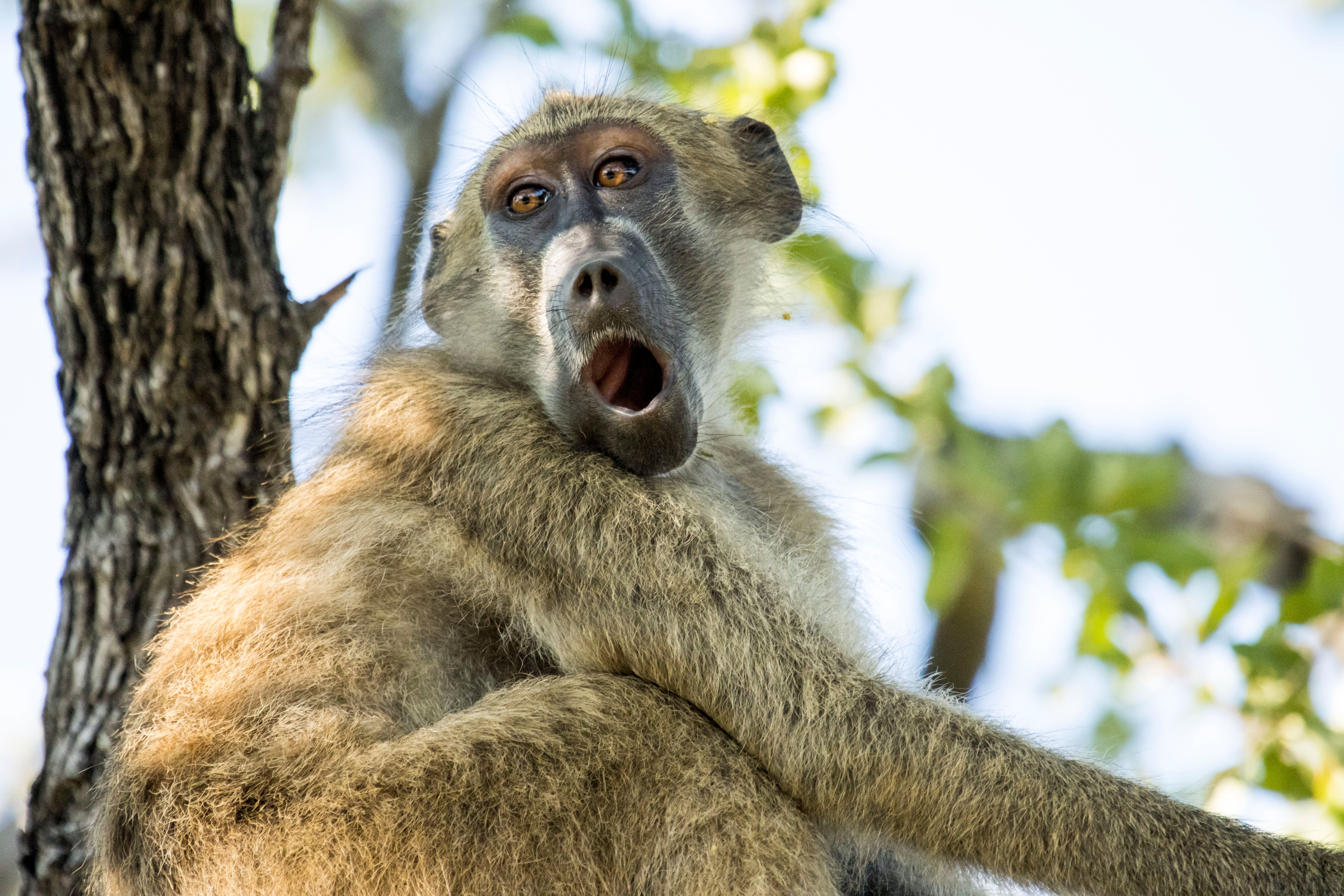 Yawning Baboon Relaxing in a Tree Safari · Free Stock Photo