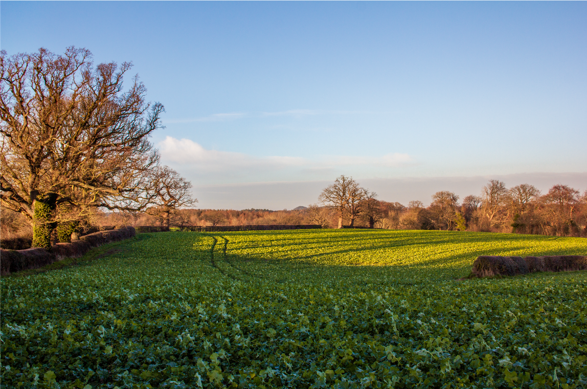 Apperknowle Natural Burial Ground, Derbyshire