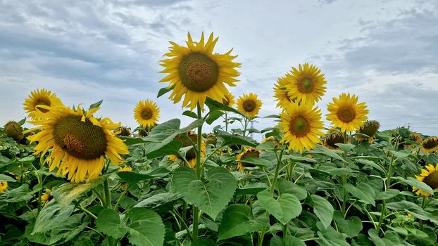 Sunflower field Brazil flowers