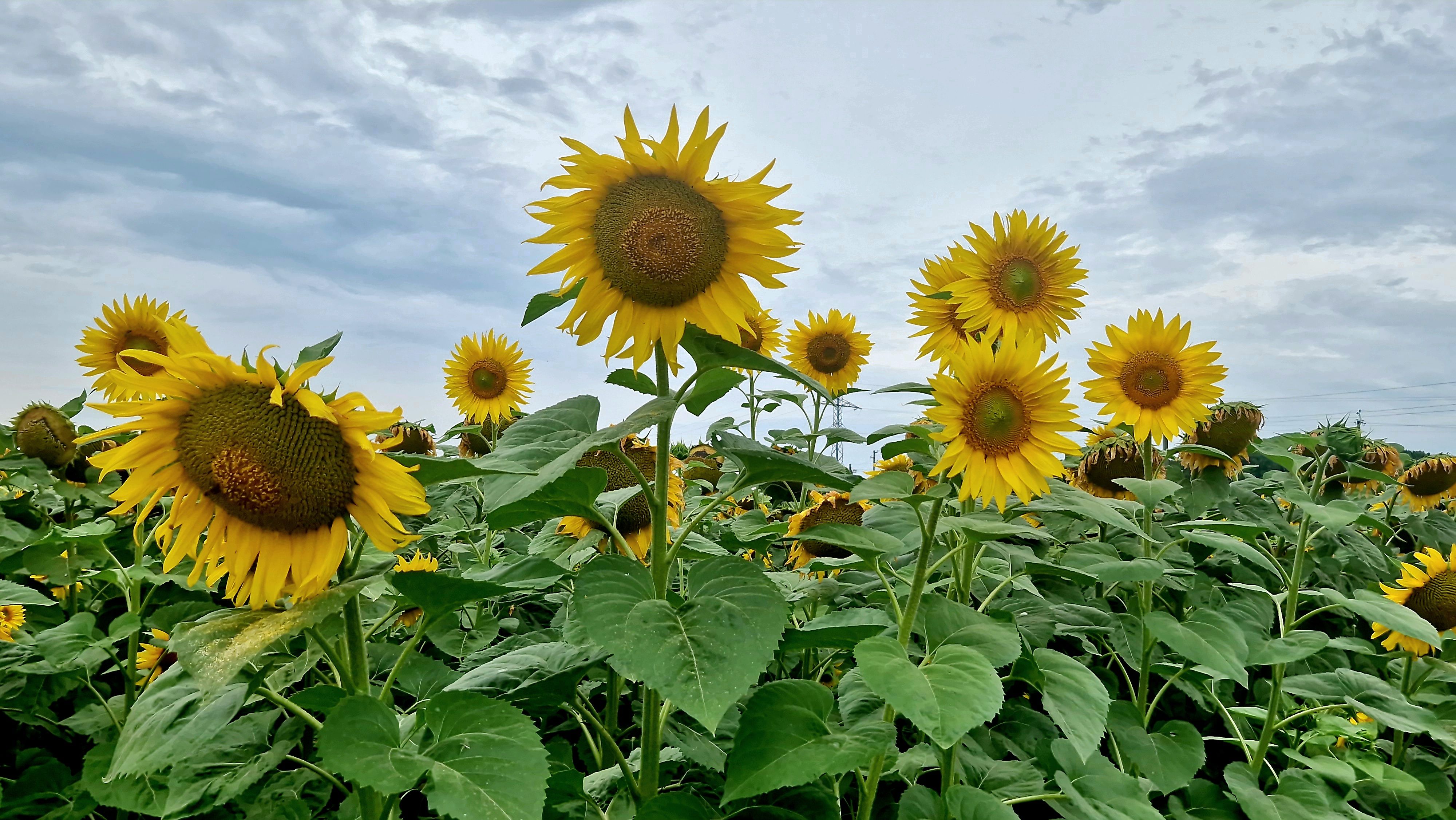 Vibrant Sunflower Field under Overcast Sky · Free Stock Photo