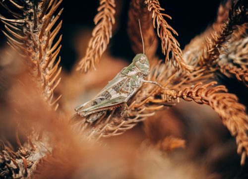 Free Close-up of a grasshopper perched on dried foliage, captured in a Nigerian forest. Stock Photo