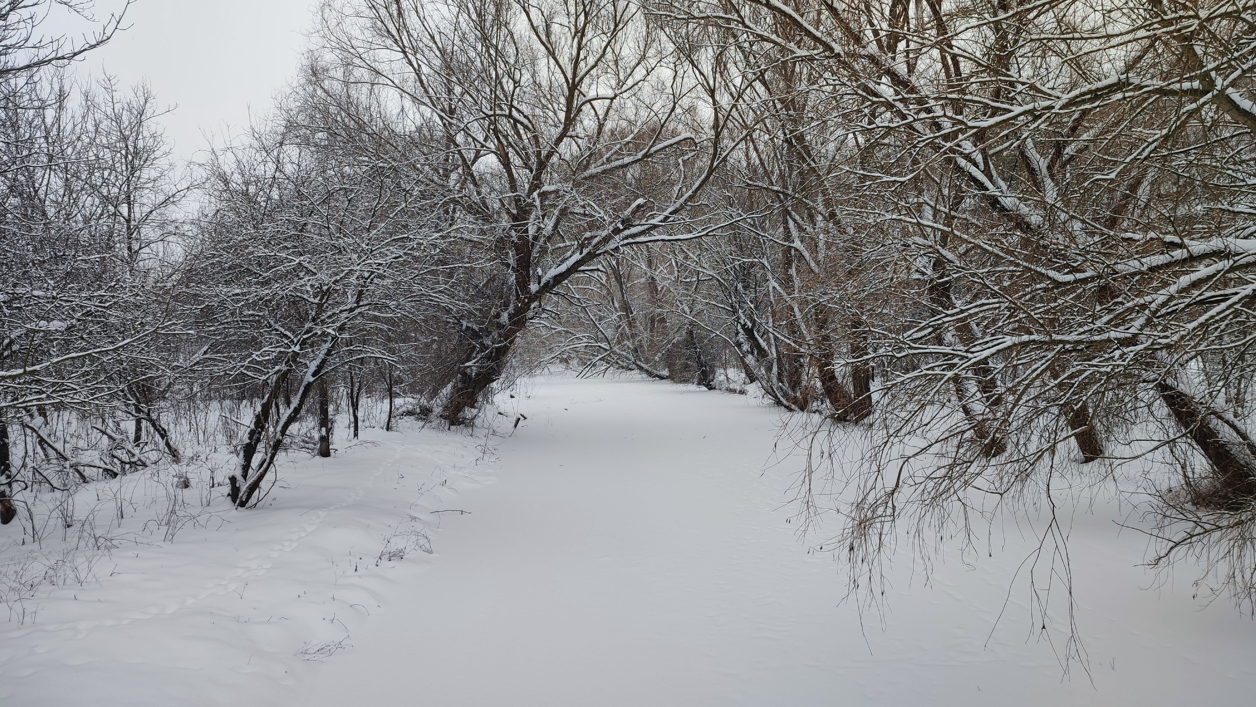 Snow-Covered Forest Path in Winter Wonderland · Free Stock Photo