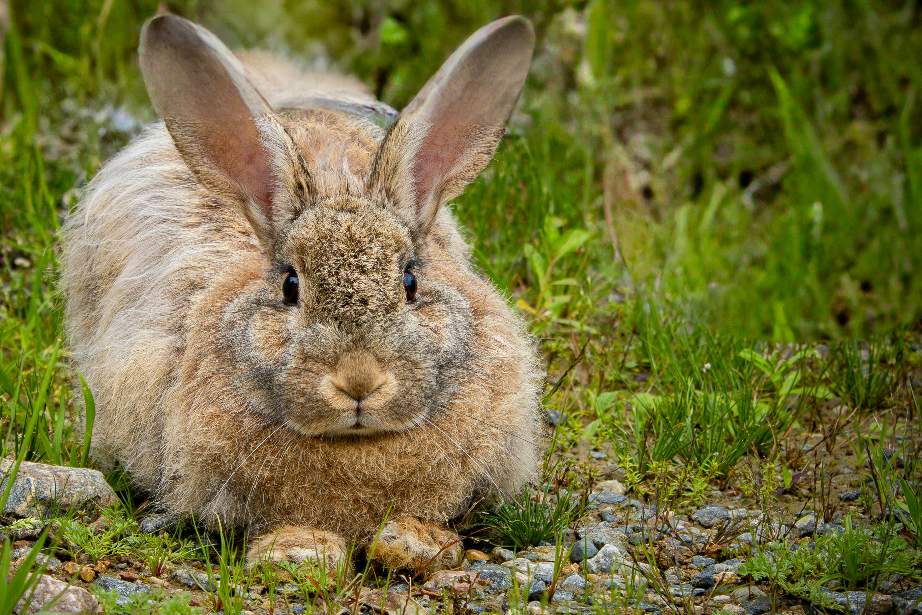 Dust Bunny movie review &amp; film summary — Photo by Leandro Rossi on Pexels