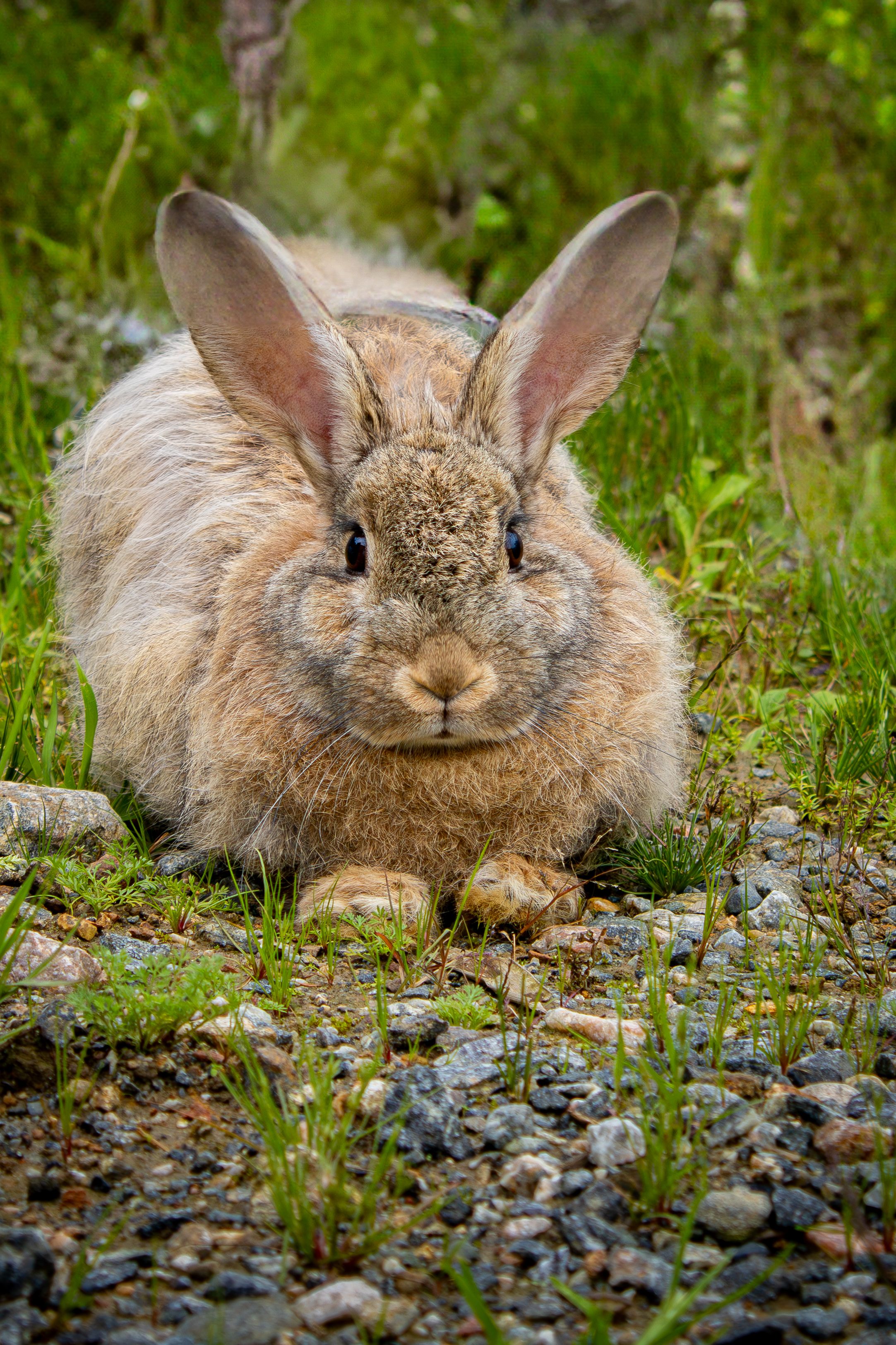 Rabbit Breathing Problems: When Is It an Emergency?