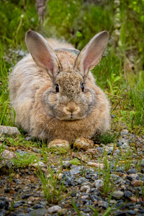 Natural Rabbit Cute Fluffy Rabbit in Natural Habitat · Free Stock Photo