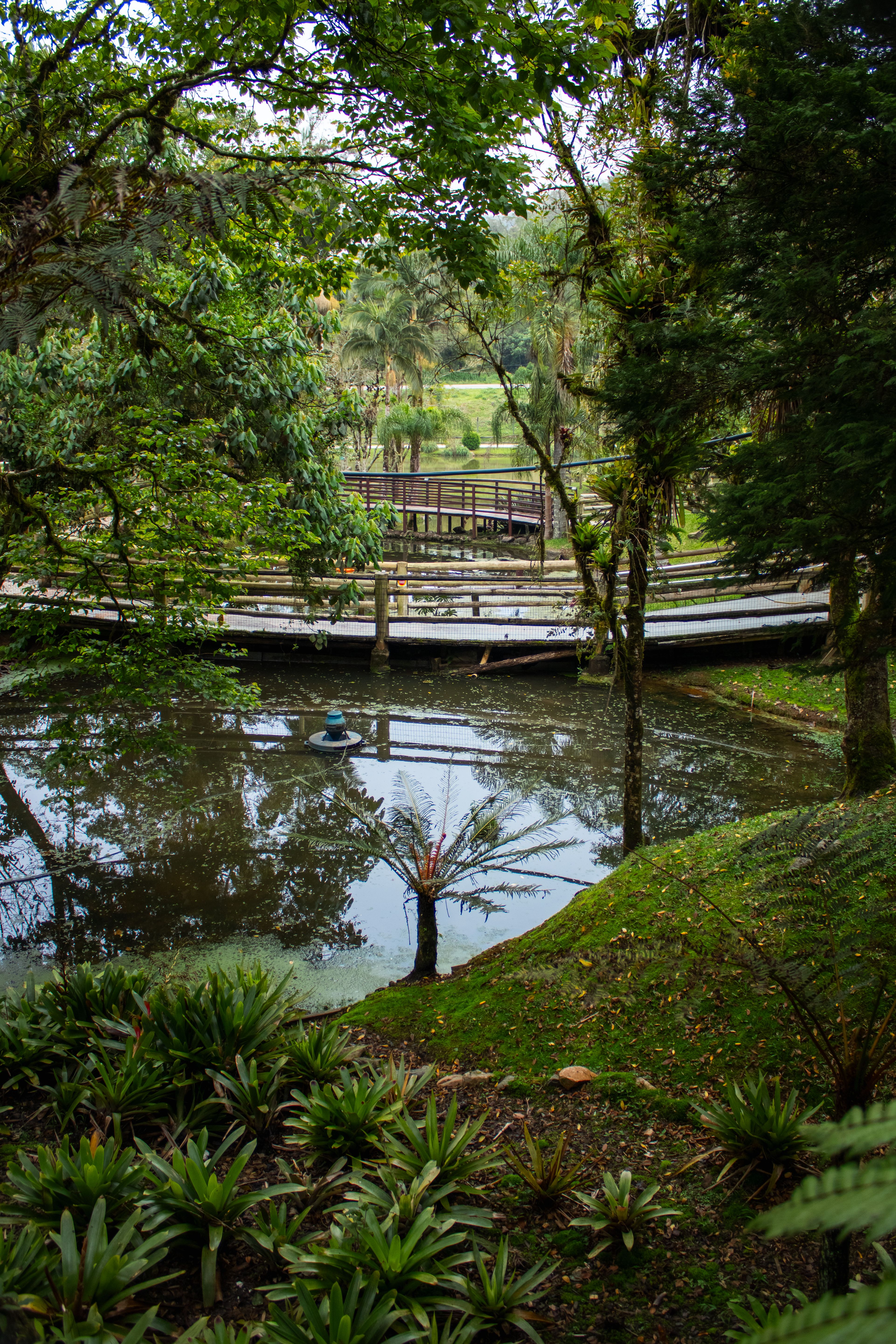 Fotomural Paisaje forestal sereno con un estanque y un puente de madera rústico.