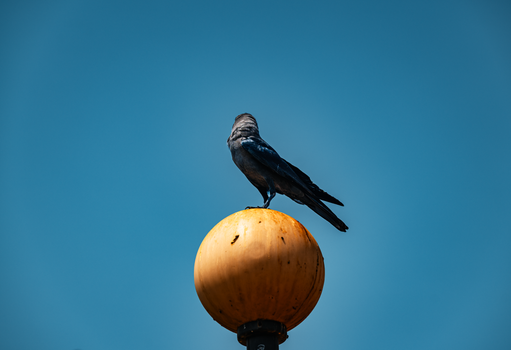 crow photo