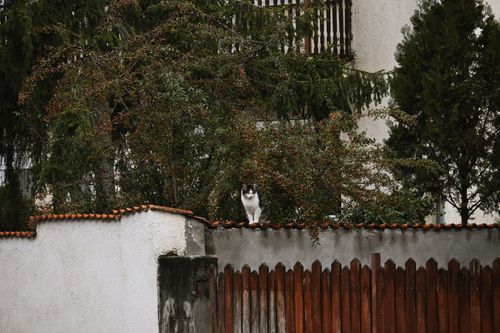 Free A cat sits on a wall surrounded by greenery and a quaint fence, creating a peaceful urban scene. Stock Photo