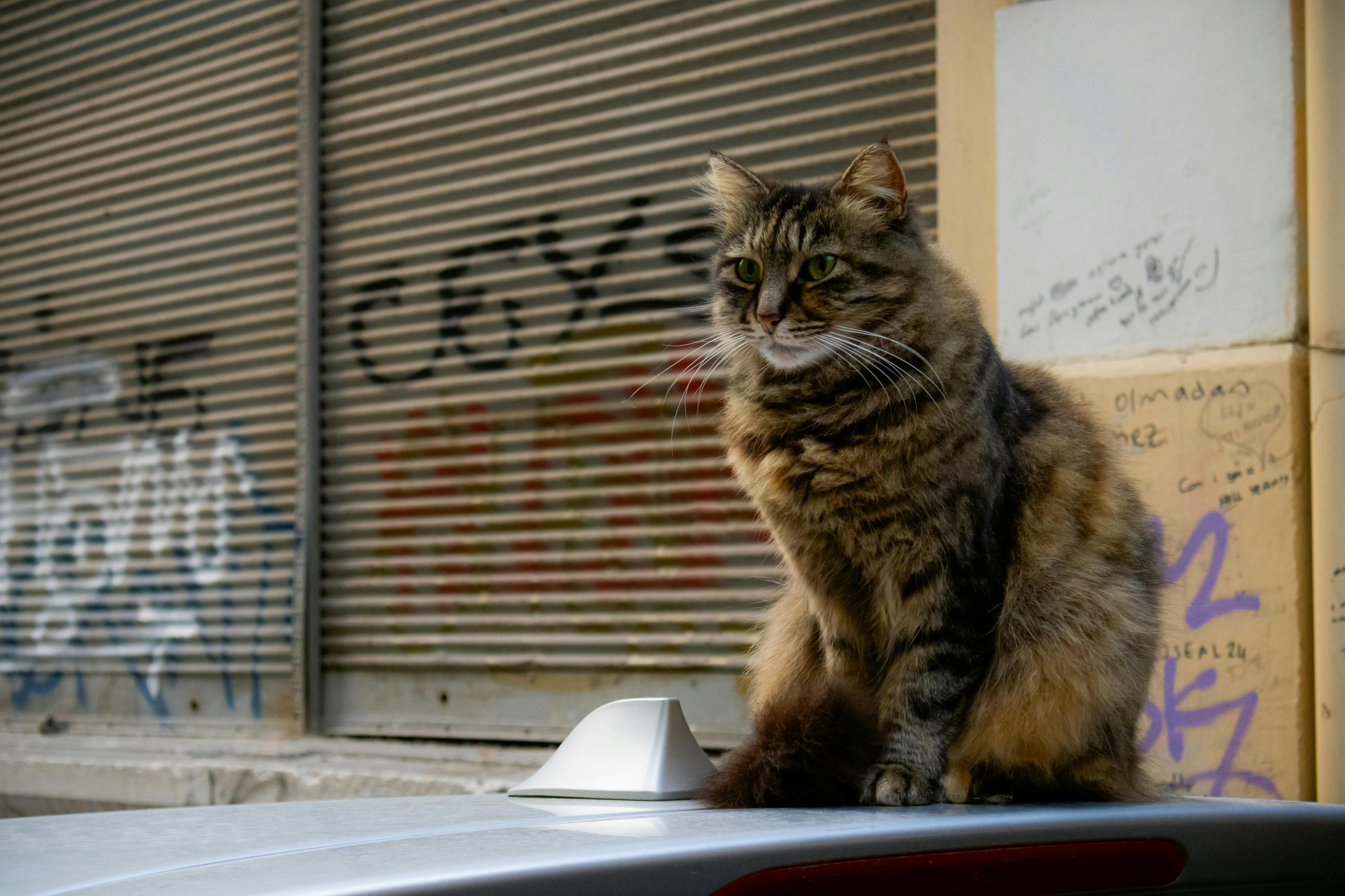 誠品生活台南館的貓咪藝術裝置，卻引發民眾環保關注