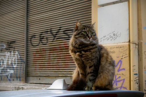 Free A fluffy street cat sits on a car in İstanbul, Türkiye, with urban graffiti in the background. Stock Photo