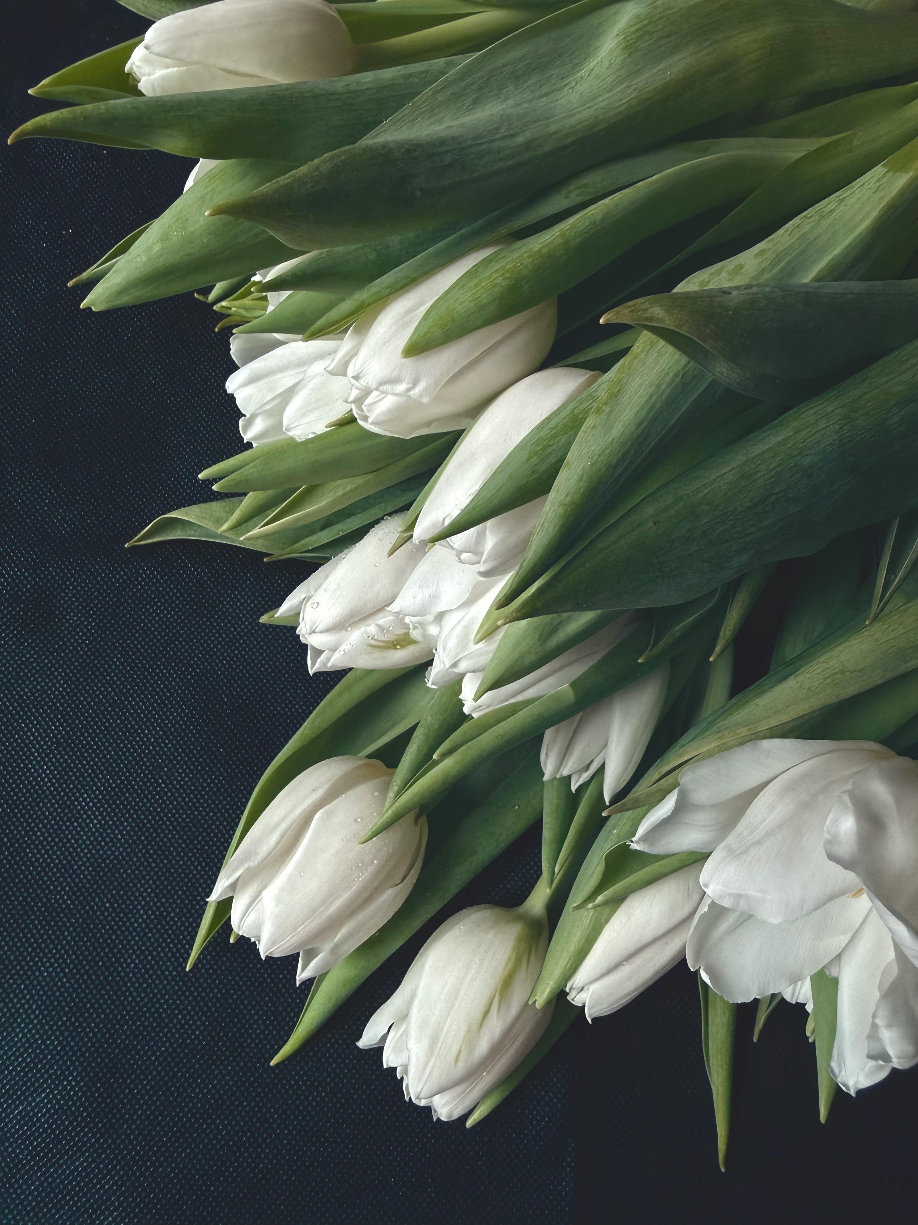 [ColoSach]-a-stunning-close-up-of-fresh-white-tulips-with-lush-green-leaves-on-a-dark-background.