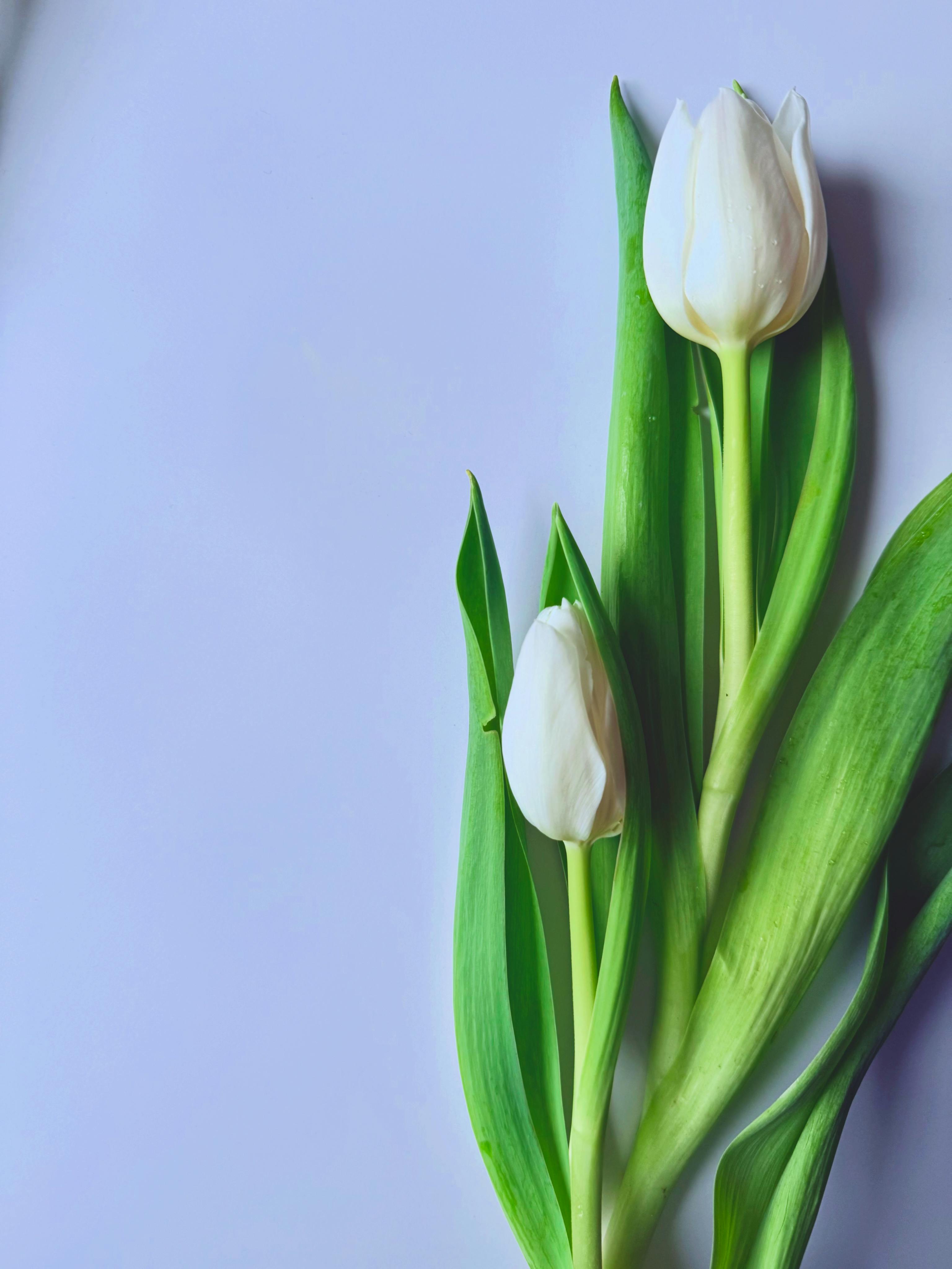 免费 修剪花草, 優雅, 天性 的 免费素材图片 素材图片