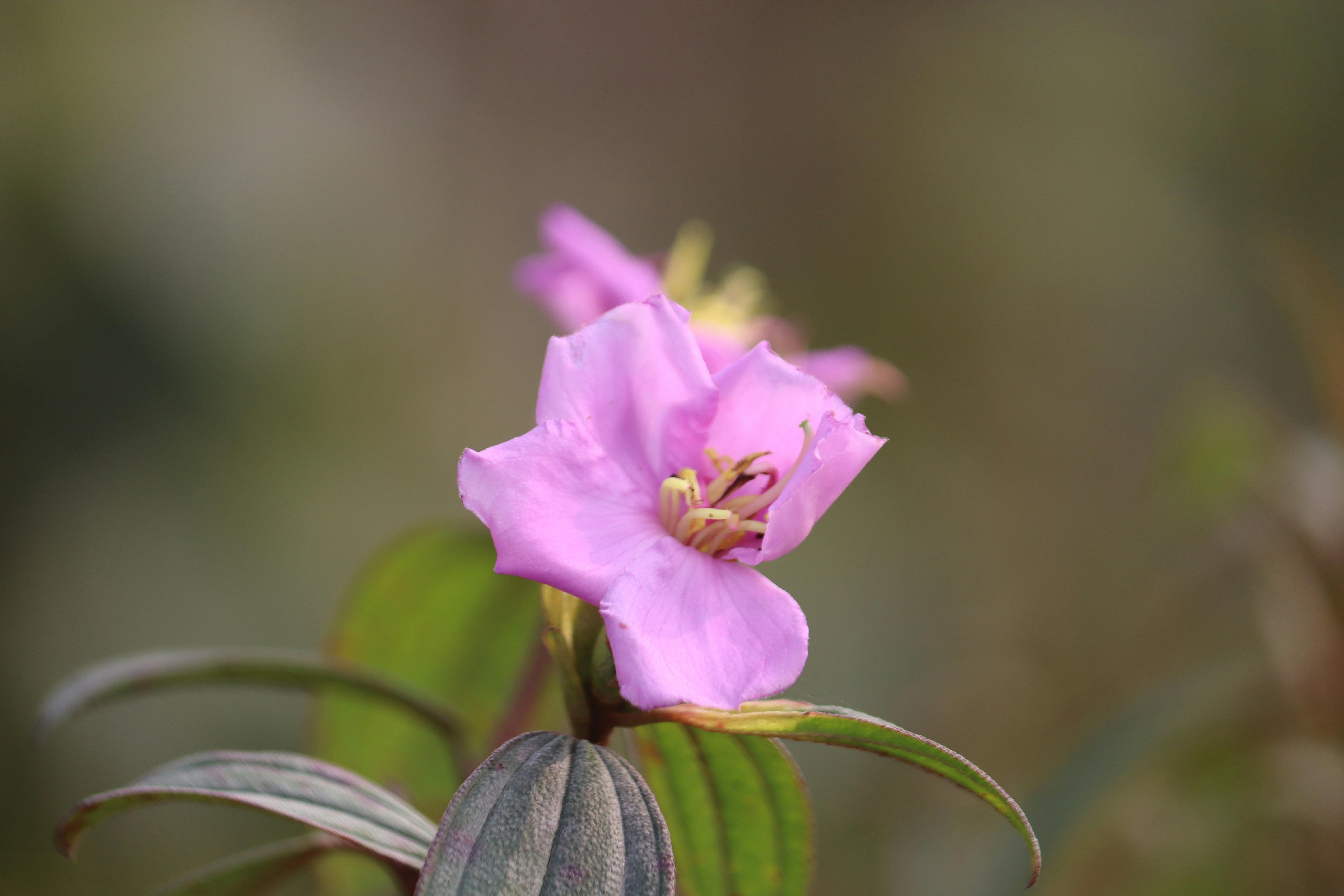 Kula Wild Adventure Park