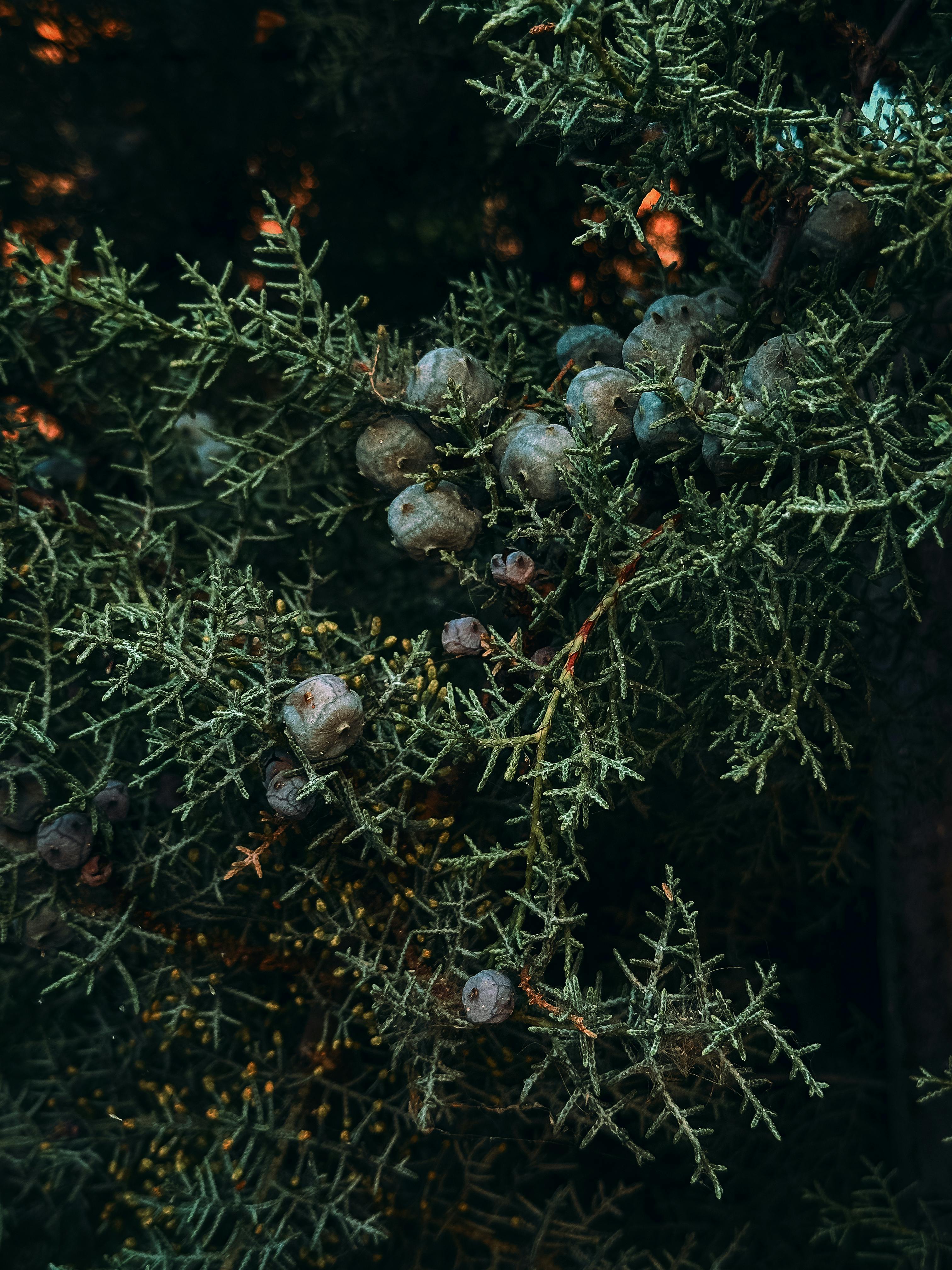 Gratis Detaljert visning av einerbær gjemt blant furugrener, som viser frem naturens intrikate mønstre. Arkivbilde