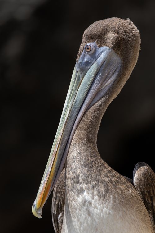 Free Close-up of a Brown Pelican (Pelecanus occidentalis) in Curaçao with focus on its distinct beak. Stock Photo