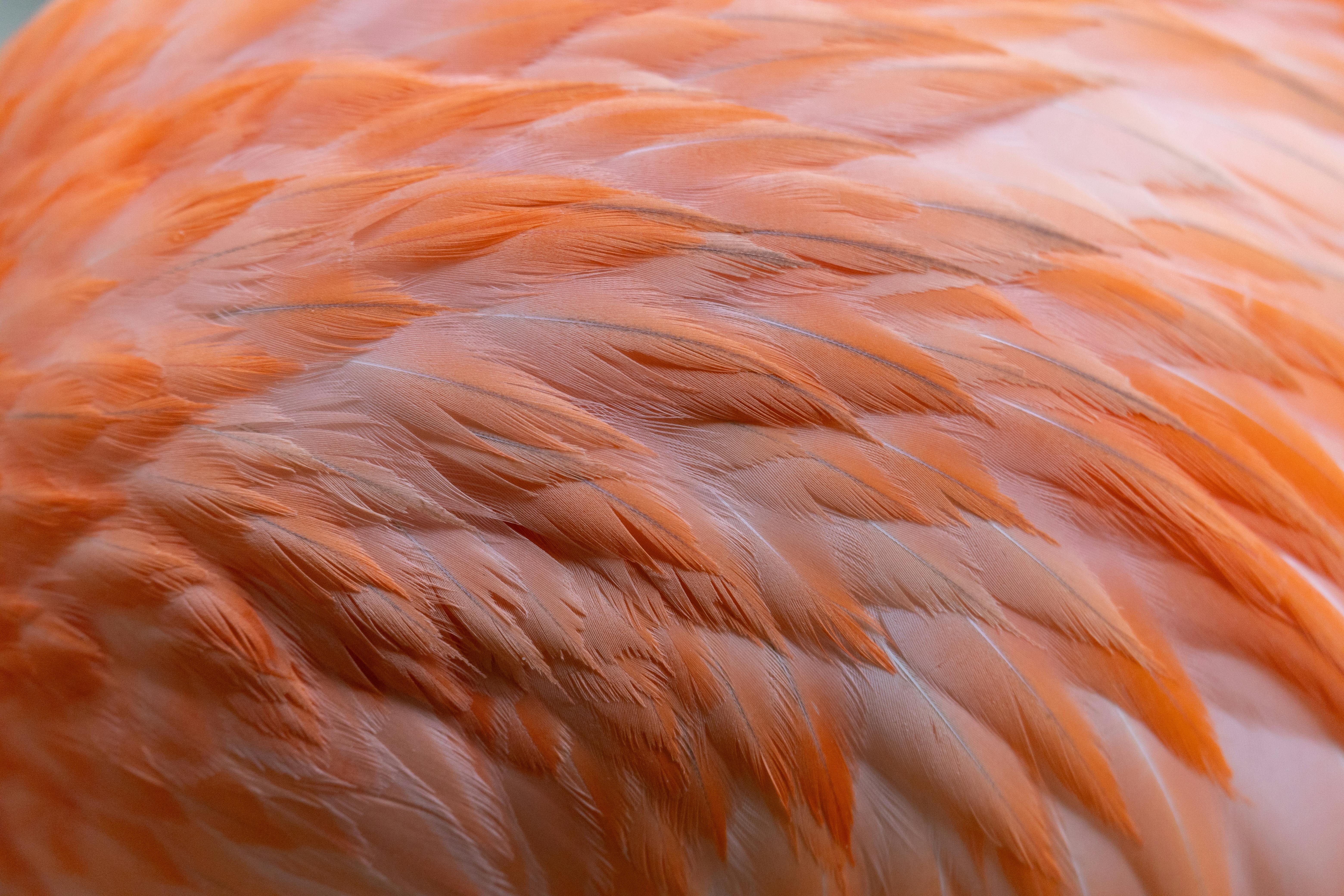 gratis Gedetailleerde macrofoto van flamingoveren met levendige oranje tinten. Stockfoto