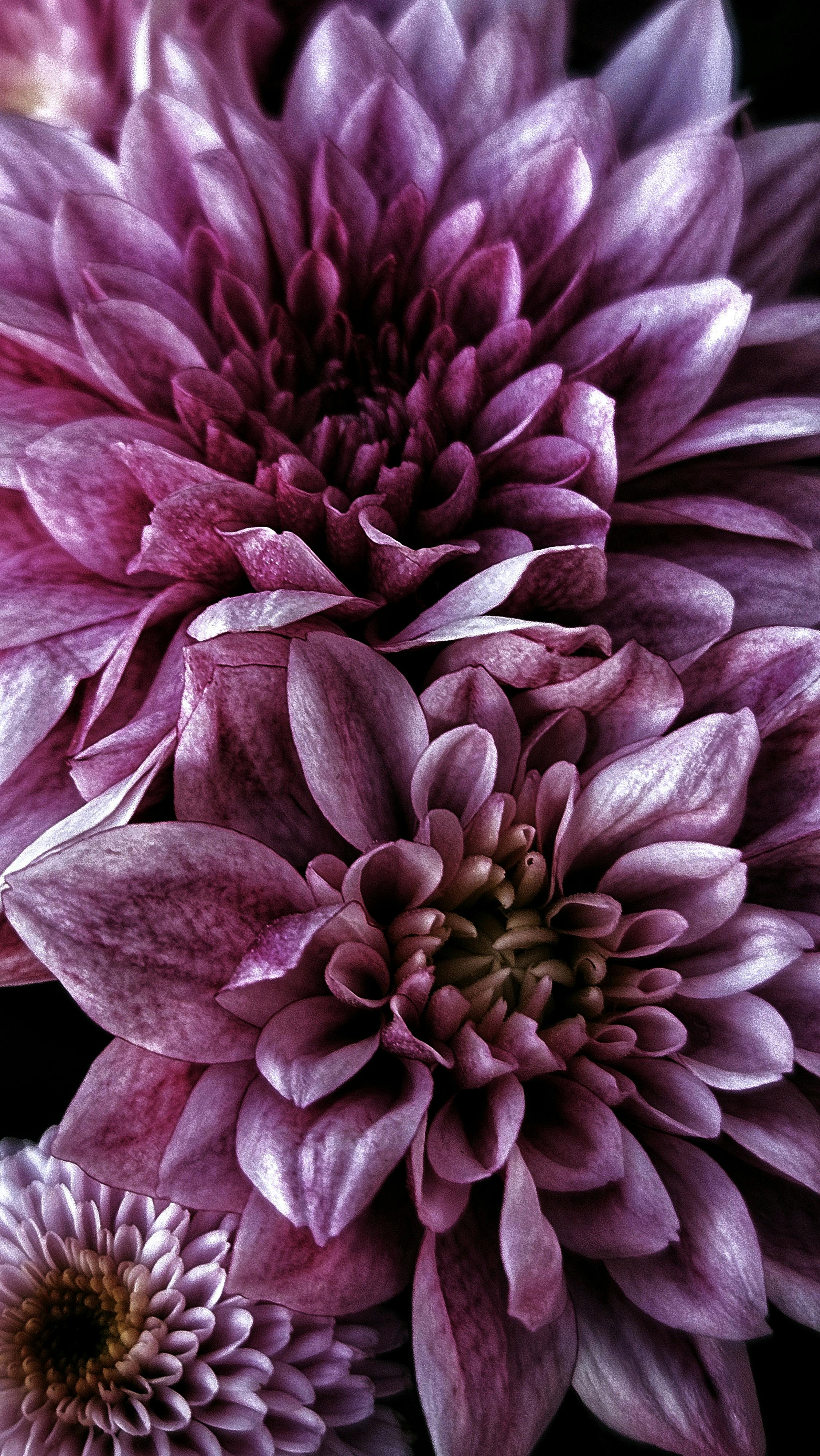 [ColoSach]-a-stunning-close-up-photo-of-purple-dahlias-showcasing-vibrant-petals-and-intricate-detail,-perfect-for-floral-enthusiasts.