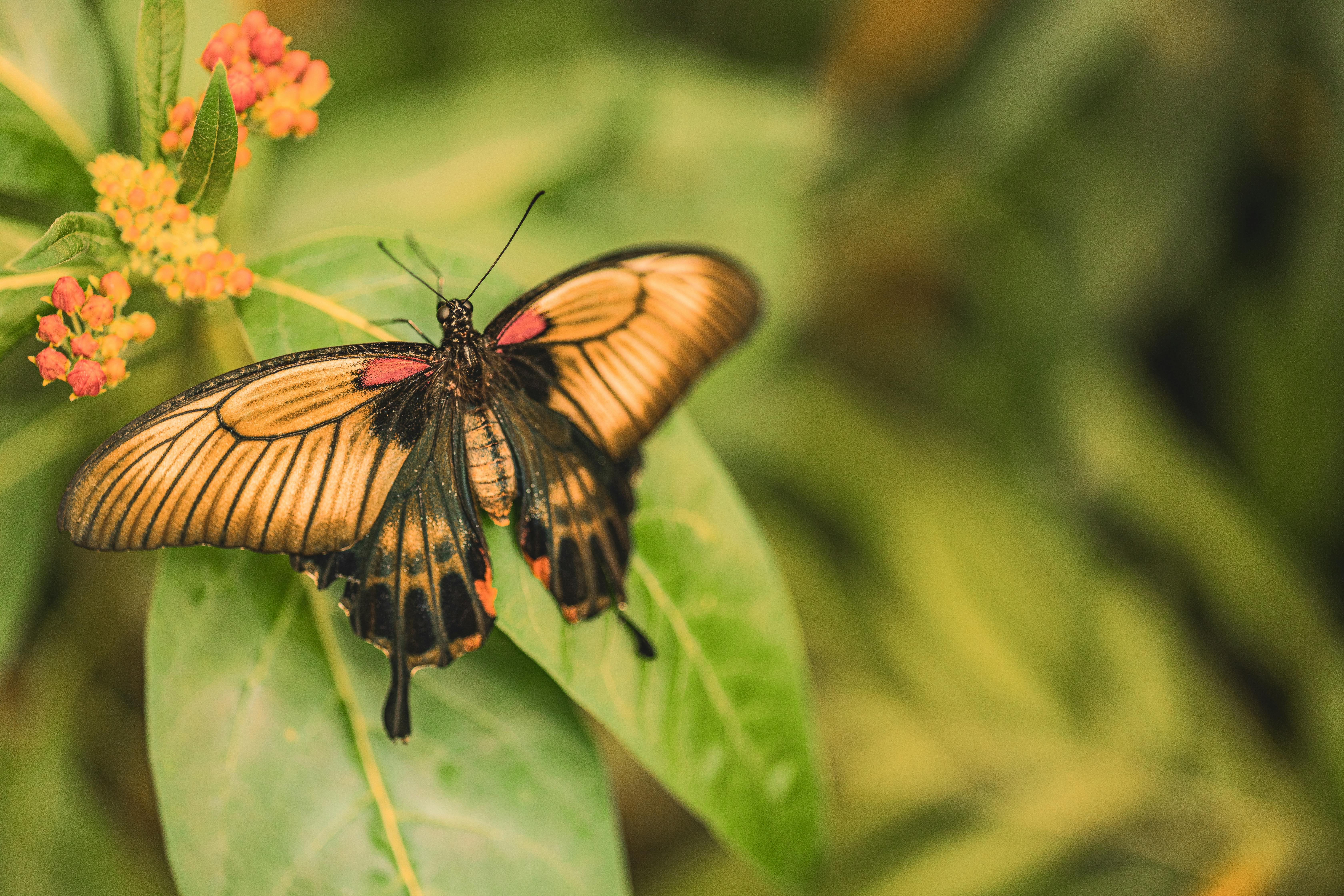 Close-up of a butterfly perched on a leaf surrounded by greenery and flowers.