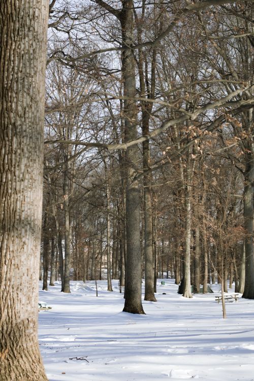 Free A serene winter forest with snow-covered ground and bare trees. Stock Photo