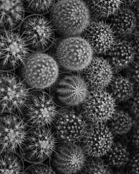 Close-up of numerous cacti in monochrome, highlighting intricate textures and patterns.