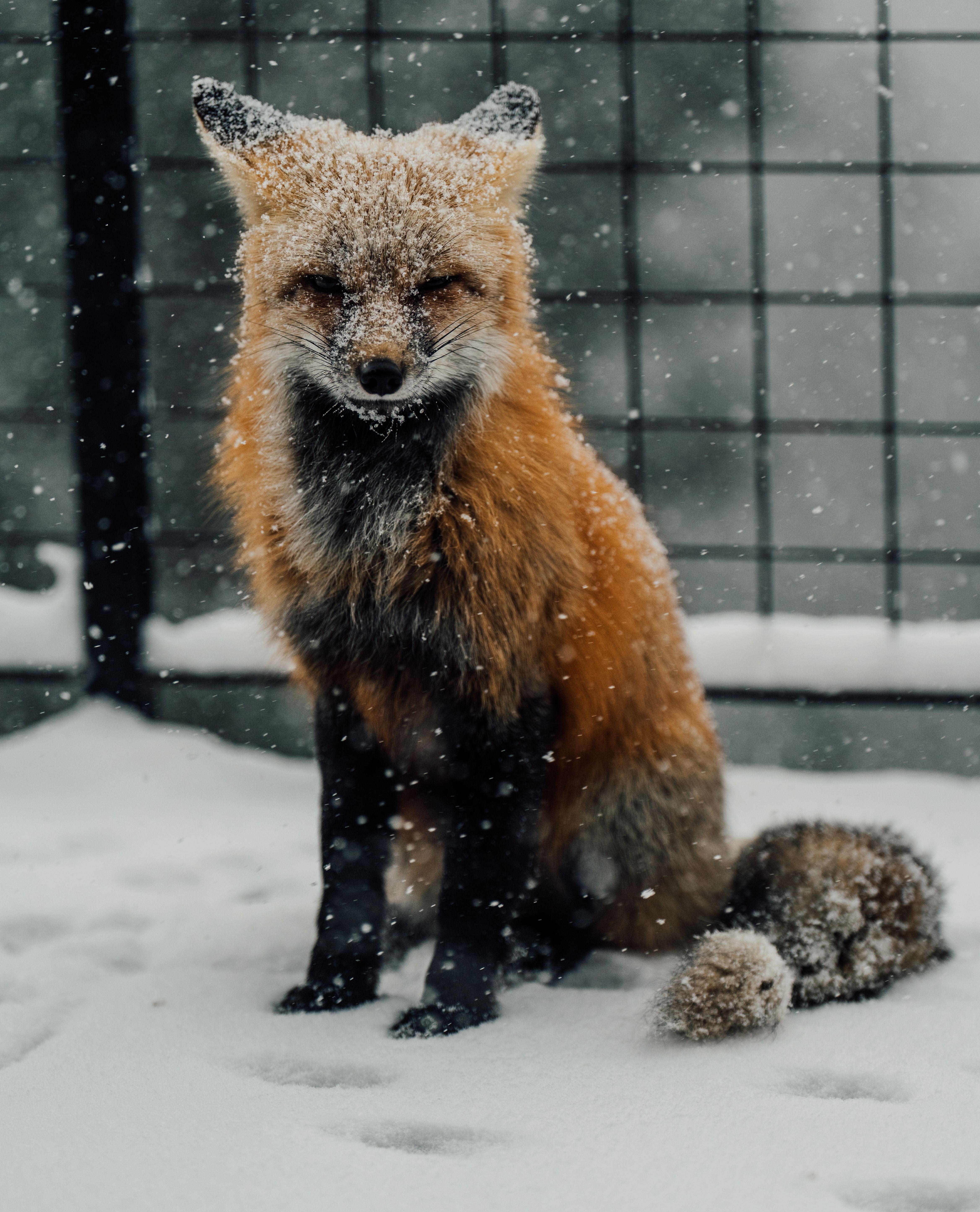 selected generation of a crystal fox in snow