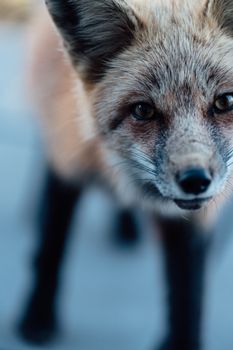 fox photo