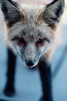 fox photo