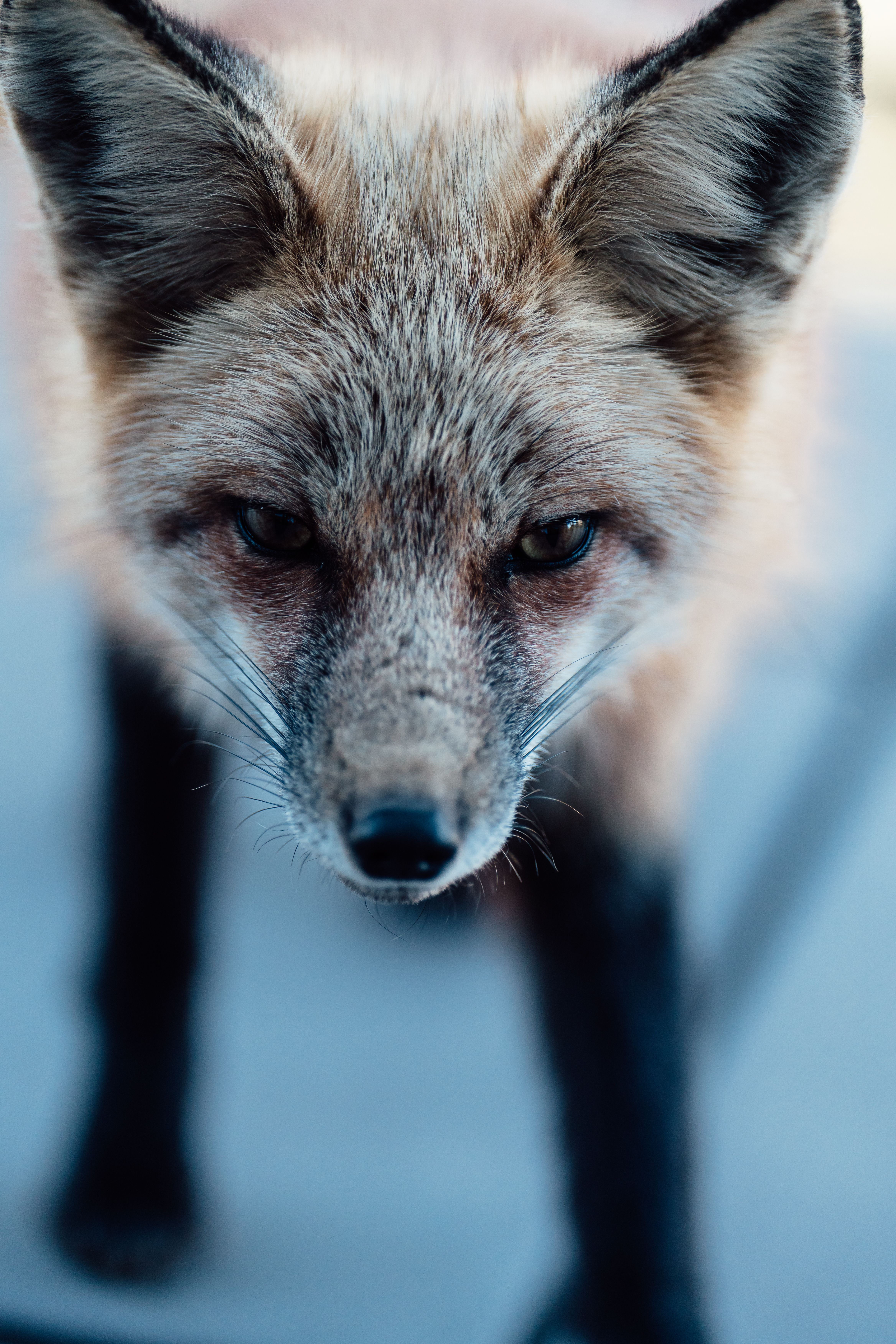 Sweetie+Fox+Orn Photos, Download The BEST Free Sweetie+Fox+Orn Stock ...