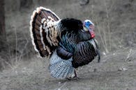 Wild Turkey in Natural Habitat Displaying Feathers