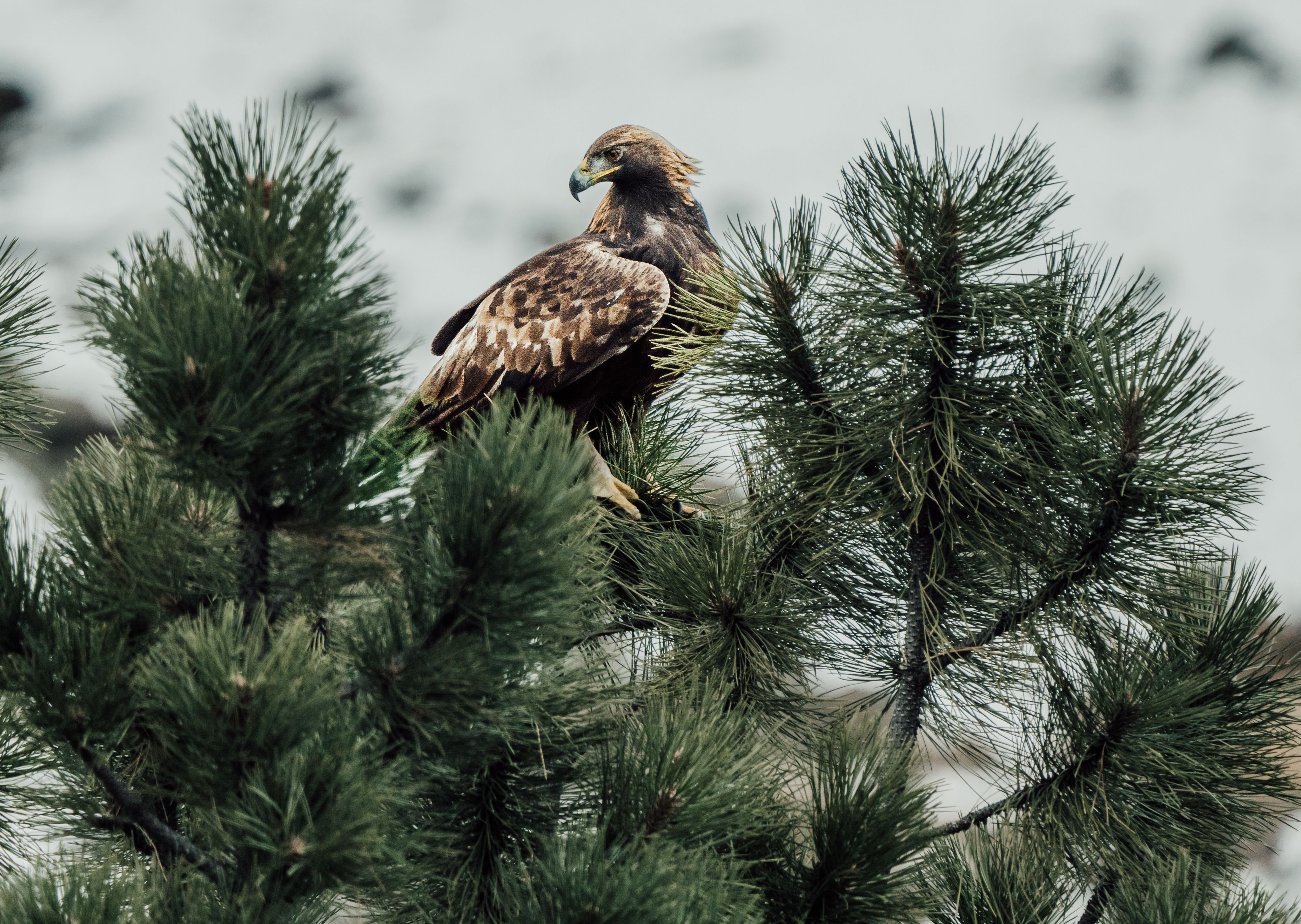 Golden Eagle Perched on a Pine Tree Branch · Free Stock Photo