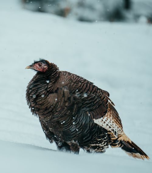 Free A lone wild turkey standing in a snowy landscape during winter with gentle snowfall. Stock Photo