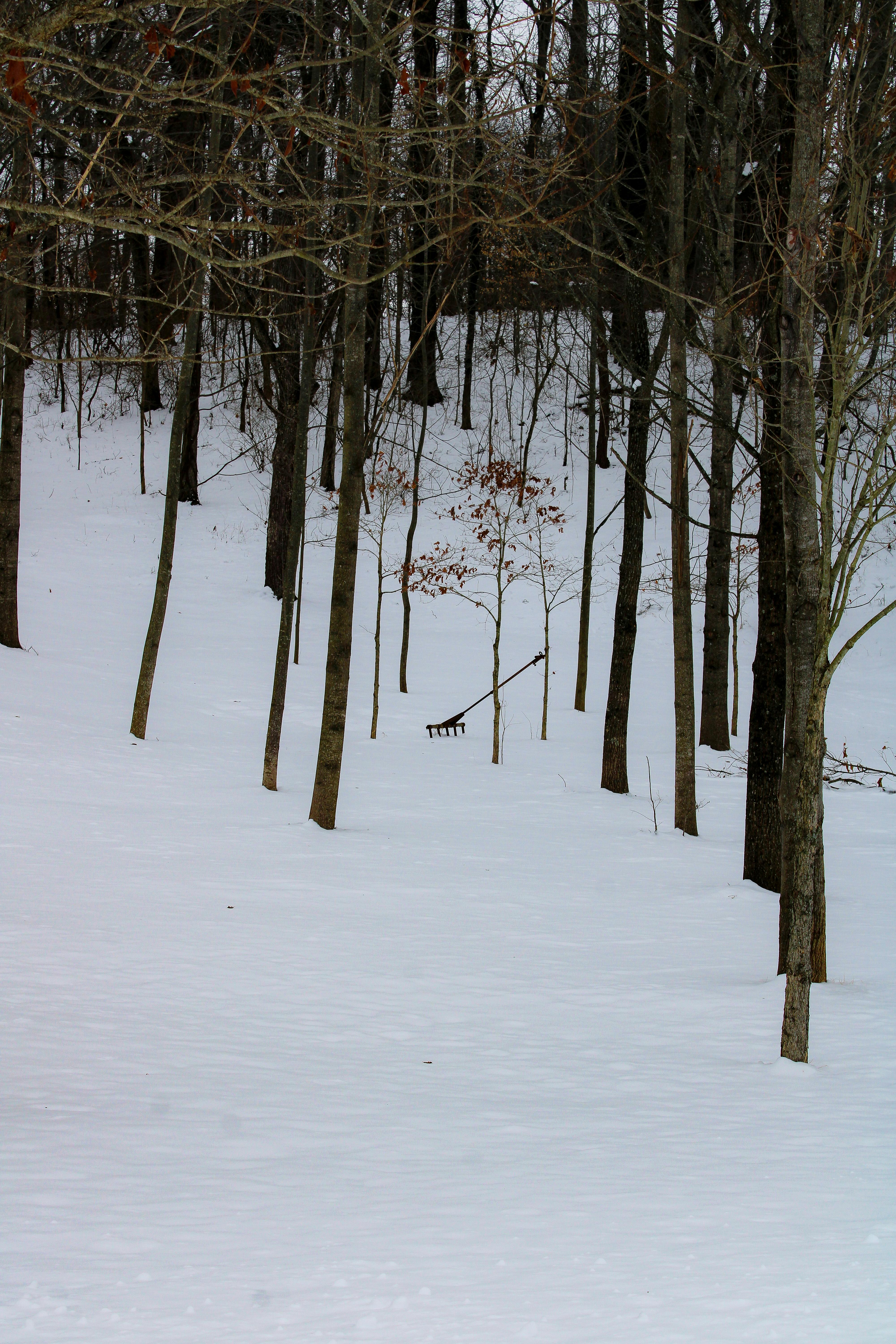 Gratis Alberi spogli in una serena foresta innevata durante una giornata invernale. Foto a disposizione
