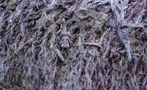 Camouflaged Lizard on Tree Bark Texture