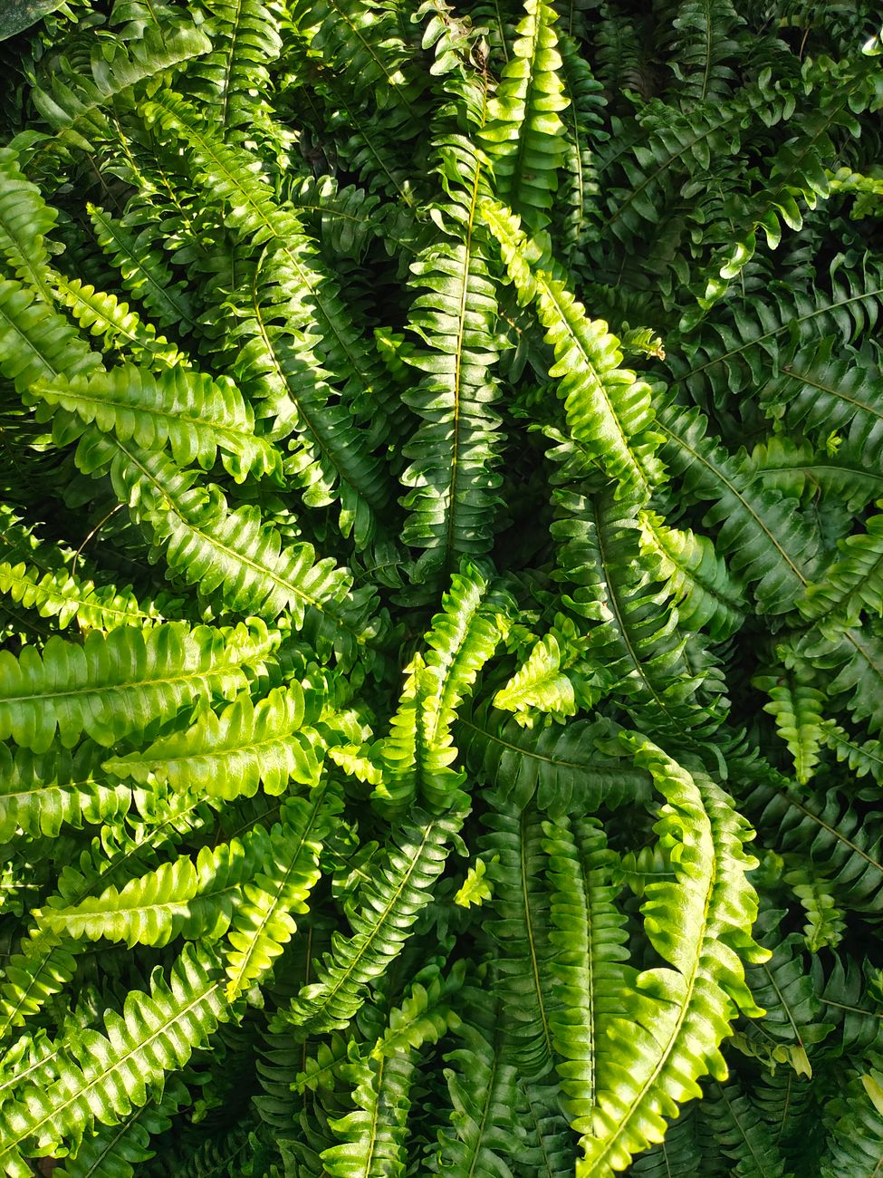 Lush green ferns basking in sunlight, showcasing detailed leaf patterns and vivid greenery.