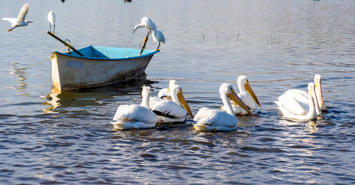 Mass Pelican Deaths Uncovered in Remote New South Wales
