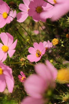 Close-up of blooming pink cosmos flowers with a bee pollinating. Captures nature's beauty outdoors.