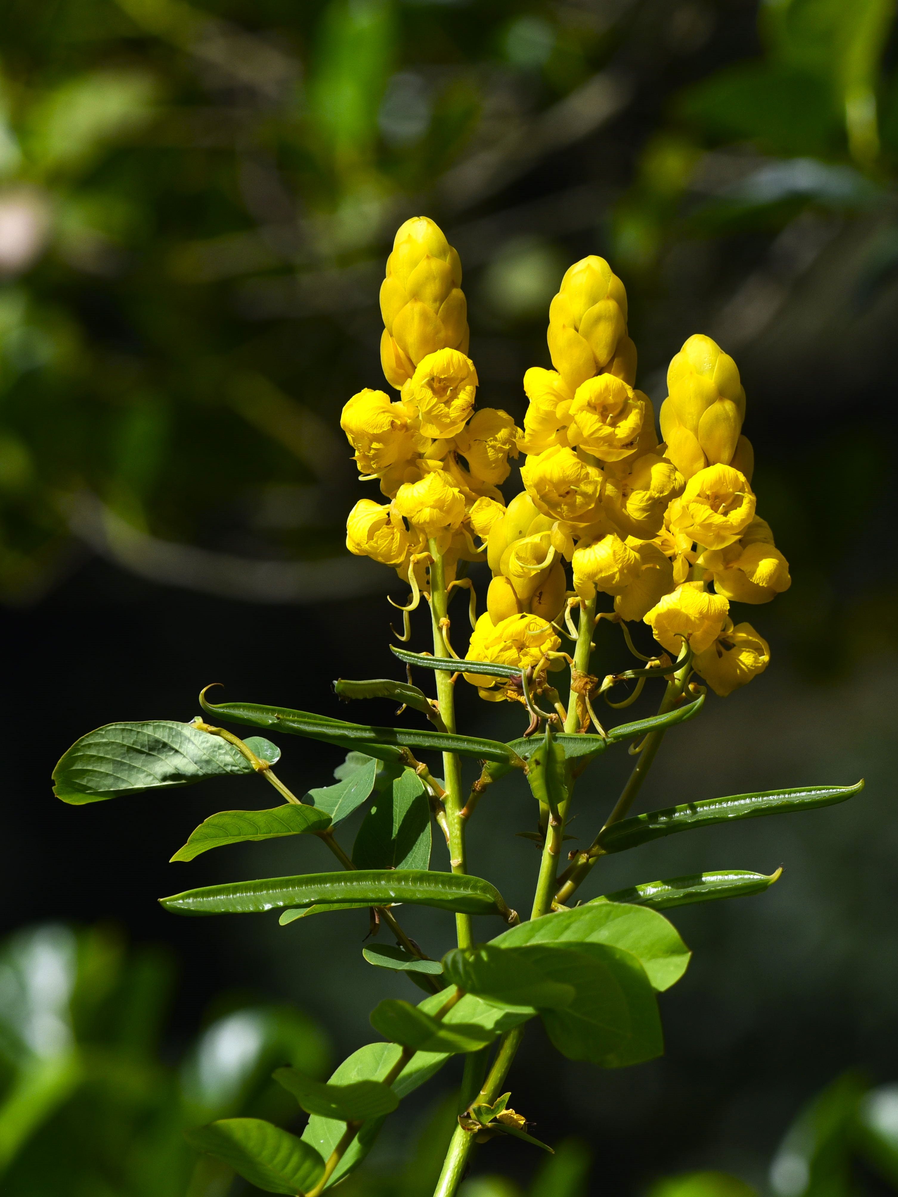 Vivid yellow candle bush flowers in natural sunlight, showcasing vibrant botanical beauty.