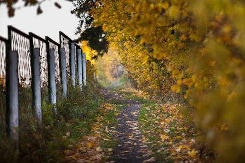 Immagine gratuita di alberi, foresta, sentiero