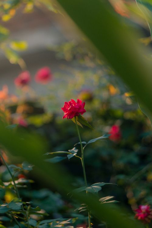 Free A vibrant pink rose blooms amid lush greenery, captured during golden hour, creating a warm and serene atmosphere. Stock Photo